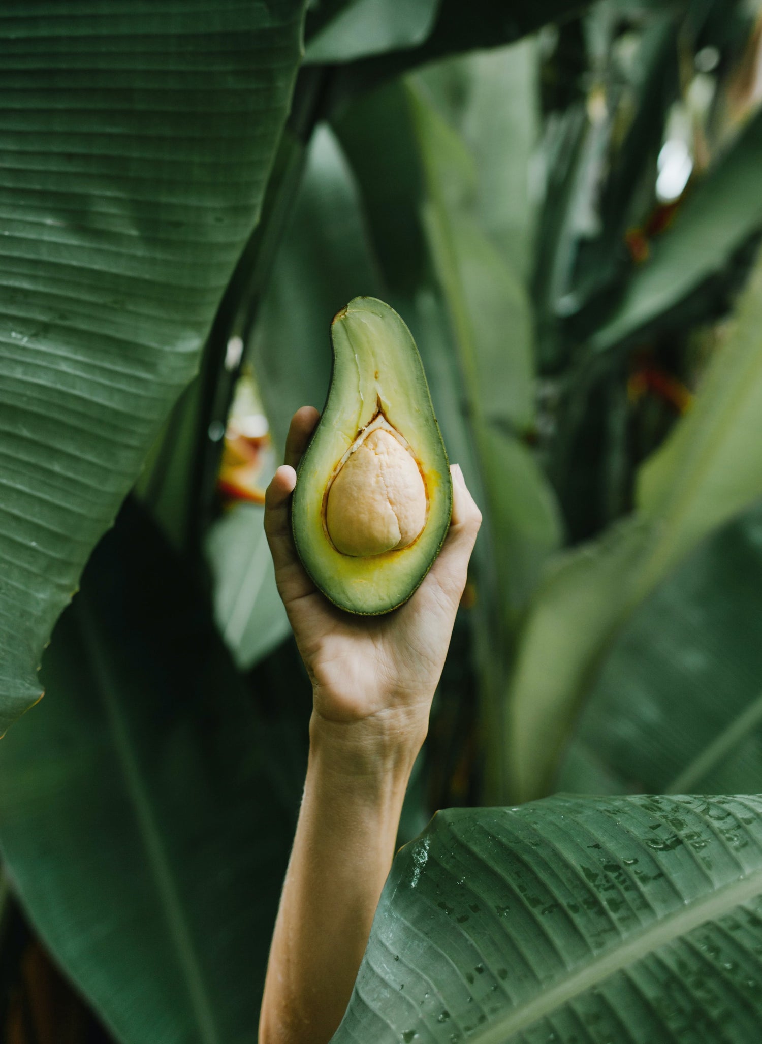 Does Avocado Butter Clog Pores?